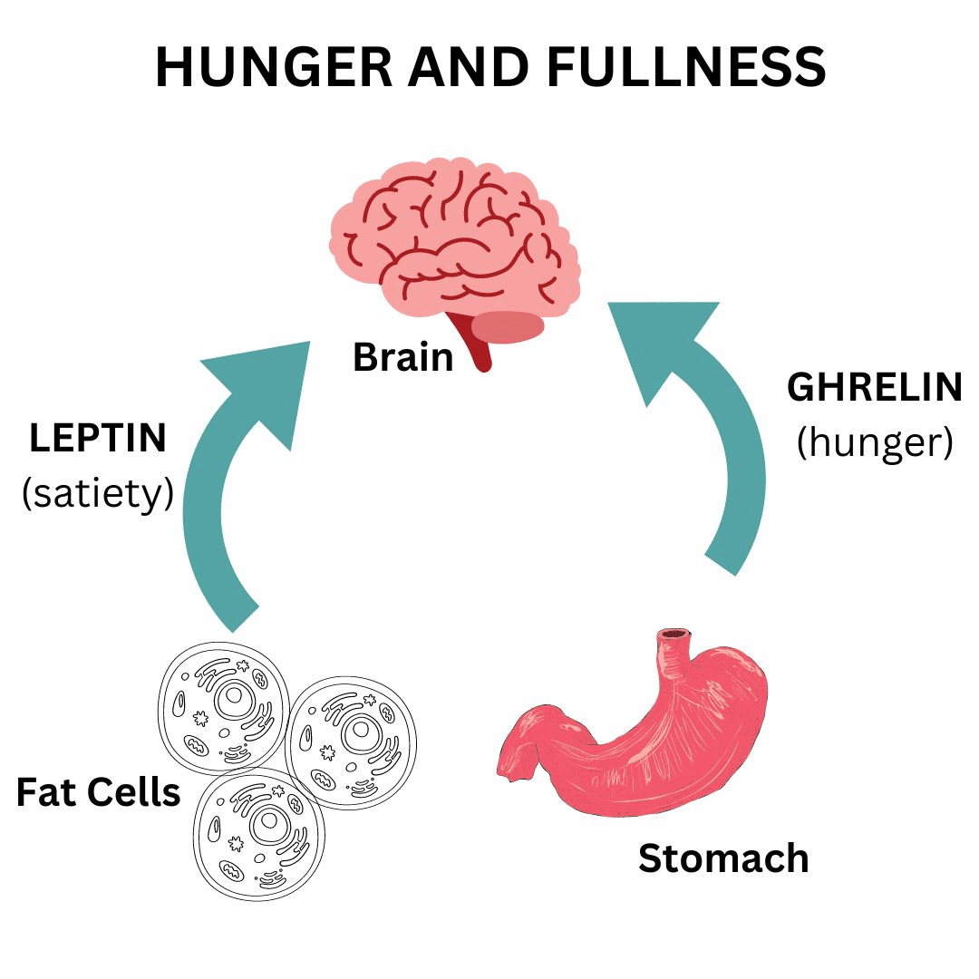 Γιατί πεινάω συνέχεια; Οι 3 τύποι πείνας και πώς να τους ελέγξετε